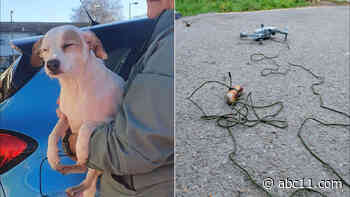 Sausage drone saves the day: Runaway dog lured to safety by flying meat