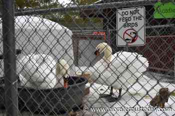 Good morning, Elora & Fergus! - EloraFergusToday