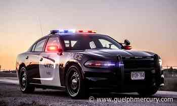 OPP investigating after dead coyote left on front yard of Fergus home - GuelphMercury.com