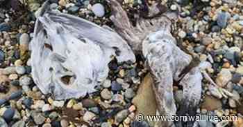 Dead seagulls strewn across Penzance beach amid dog sickness fears - Cornwall Live