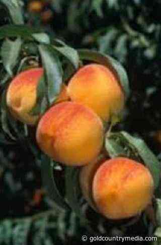 Master Gardener: Fruit fantasies can come true - Gold Country Media