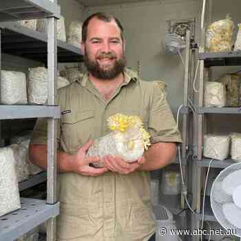 Canberra chef becomes head urban gardener - Saturday Breakfast - ABC News