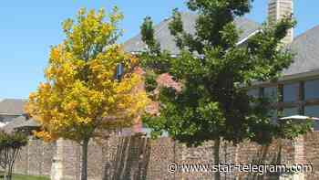 Want to become a successful Texas gardener? Get to know these important facts. - Fort Worth Star-Telegram