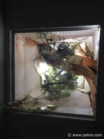 Mark Lane: The Darwinian Gardener nearly reacts to a near freeze - Yahoo! Voices