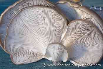 Ask a master gardener: Growing mushrooms indoors - Addison County Independent