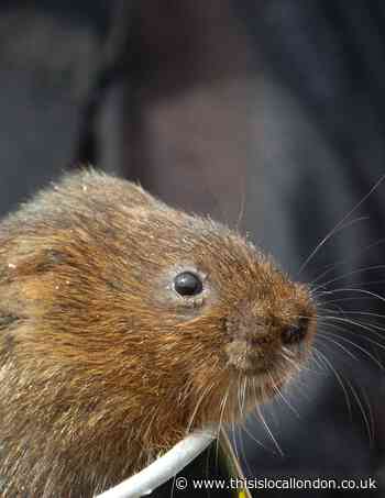 Wild things: Great news on re-wilding scheme