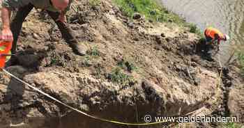 De bever rukt op langs de dijken en wordt een probleem in de Betuwe: 'De populatie groeit veel sneller dan gedacht' - De Gelderlander