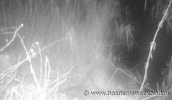 Bever bereikt Spaarnwoude, exacte locatie blijft geheim - Haarlems Weekblad