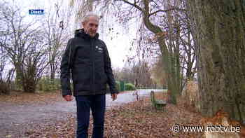 Actieve bever(s) aan provinciedomein Diest: "Enkele dagen geleden hebben we de eerste sporen gezien van de bever." - ROB-tv