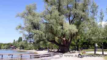Herrsching - Alte Silberweiden werden gefällt - Starnberg - Süddeutsche Zeitung