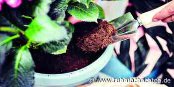 Im Gartencenter Augsburg wird umgetopft | Schwerte - Ruhr Nachrichten