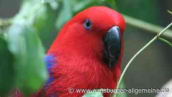 Corona-Regeln: Augsburger Zoo verfehlt sein Besucherziel - Augsburger Allgemeine