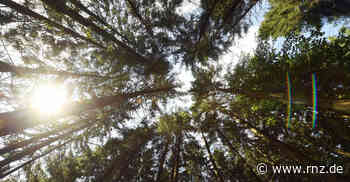 VHS Hirschberg: Von Waldbaden bis Hatha-Yoga - Rhein-Neckar Zeitung