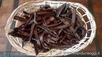 MANDURIA - Biblioteca Live, la Gattiana racconta a cura di Archeoclub Manduria: il carrubo - ManduriaOggi