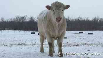 Sask. cattle producers facing feed shortages