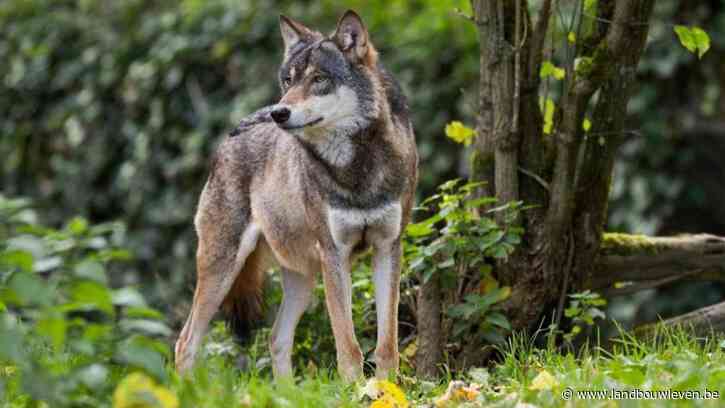 Eerste wolf in 200 jaar duikt op in Vlaams-Brabant - Landbouwleven