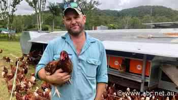 1,400 hens for sale as fed-up chook farmer throws in the towel