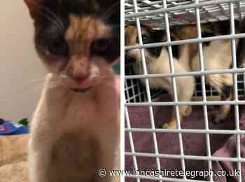 Fundraiser launched after injured stray cat found in bin outside Darwen restaurant