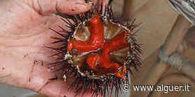 «Ricci, il fermo biologico non basta» - Alguer.it