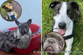 4 dogs at the RSPCA in Lancashire looking for their forever home