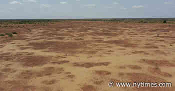 Opinion | Can We Turn a Desert Into a Forest? - The New York Times