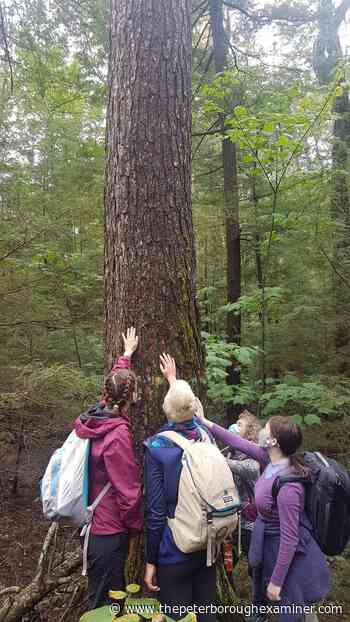 Opinion | Buckhorn: Catchacoma Old Growth Forest featured in new documentary - ThePeterboroughExaminer.com