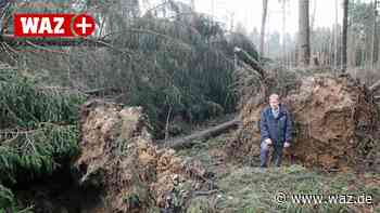 Witten: Der Wald hat sich nach „Kyrill“ auch selbst geholfen - Westdeutsche Allgemeine Zeitung