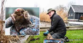 Mol-alarm! Waarom je nu al je nek breekt over de vele molshopen - AD.nl