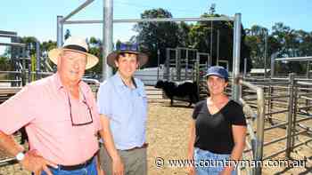 Gandy Angus yearling bulls for private sale - The West Australian