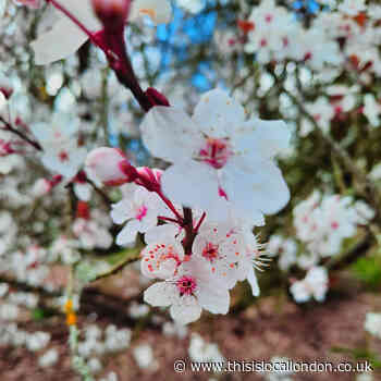 Turning Over A New Leaf: Local Floral Advents of 2022 by Amelia Jones - Latymer
