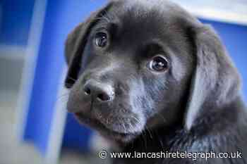 'Puppy raisers' sought in Blackburn, Darwen and beyond