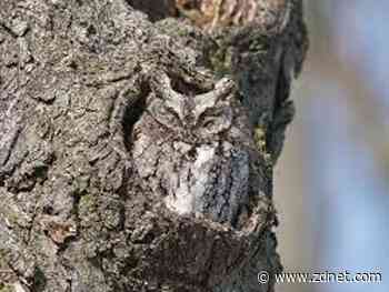 SAS Viya is living large on Azure