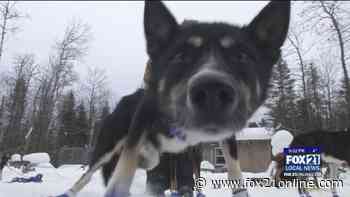 The Family Business: Two Harbors Wallins' Prepares For Another Beargrease Marathon - FOX 21 Online