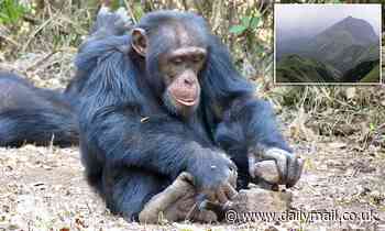 Chimpanzees do not automatically know what to do when they come across nuts