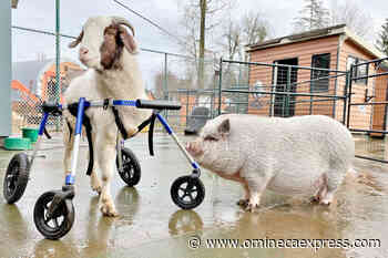 VIDEO: Gibbles the 3-legged BC goat gets a wheelchair – Vanderhoof Omineca Express - Omineca Express