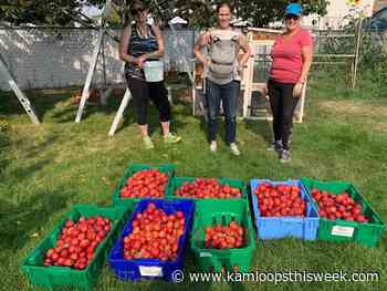Have you heard of The Gleaning Abundance Program? - Kamloops This Week