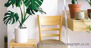 Plants sold at Lidl, Aldi or B&Q could be worth thousands - Grimsby Live