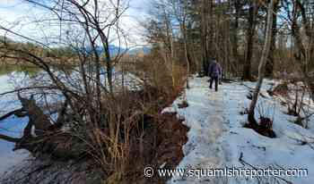 Swan trail offers old-growth trees, placid river sloughs and wildlife sightings - The Squamish Reporter