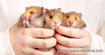 China Begins Mass Slaughter of Hamsters After Pet Store Worker Tests Positive for COVID