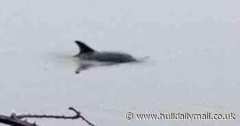 Dolphins spotted in the River Ouse near Goole