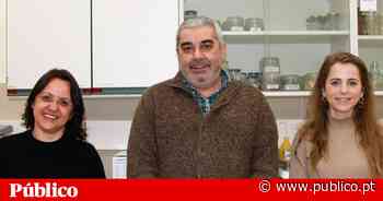 Investigadores de Coimbra desenvolvem produtos para controlar mosquito que transmite doenças - PÚBLICO