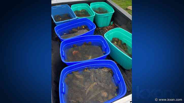 Hundreds of invasive fish removed from San Marcos River — why aquarium dumping is bad