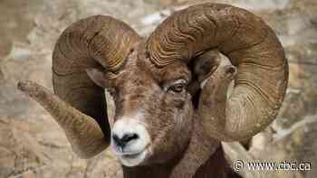 Photographer mourns death of magnificent King of Waterton