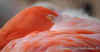 Dal fenicottero alla testuggine palustre: a Grado la biodiversità... - TRIESTEALLNEWS