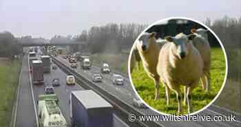 Sheep escape from farm and nearly run onto M4 - Wiltshire Live