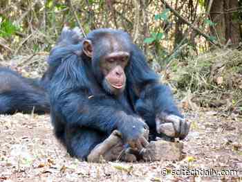 Cracking Chimpanzee Culture – More Similar to Human Culture Than Often Assumed