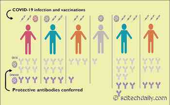 Breakthrough COVID-19 Infections Generate Strong Antibody Responses