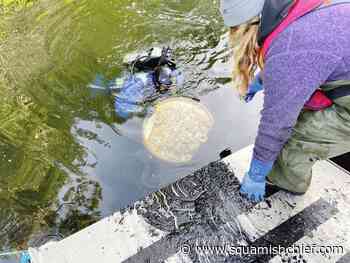 Ghost gear: Debris from fishing and oyster farms lurks underwater, endangering sea life - Squamish Chief