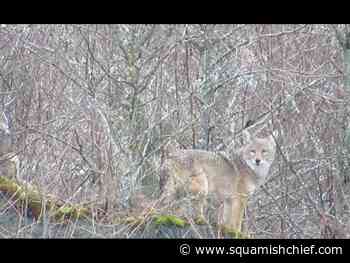 Check out these Squamish coyotes (Video) - Squamish Chief