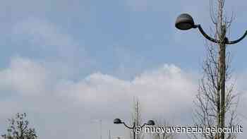 Piantumati nuovi alberi in piazza Tito Acerbo - la Nuova di Venezia